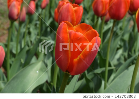 Tulip 142708808