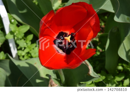 Tulip Tulip 142708810
