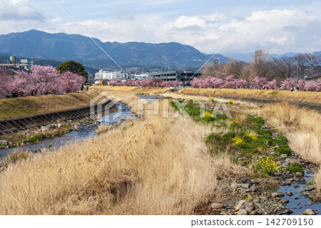 南足柄市的春樹櫻花:春樹道(左)、幸福道(右) 南足柄市的春樹櫻花:春樹道(左)、幸福道(右) 142709150