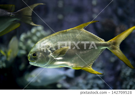 Pompano Fish Detail Showing Natural Scales. Pompano Fish Detail Showing Natural Scales. 142709528