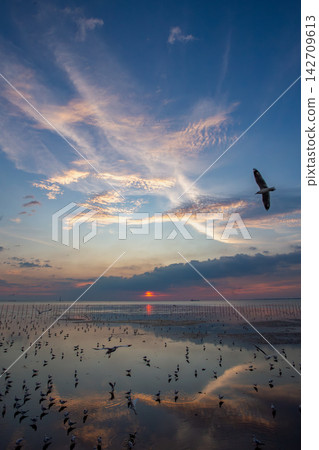 Seagulls gather on the shore at sunset with dramatic clouds and reflections Seagulls gather on the shore at sunset with dramatic clouds and reflections 142709613