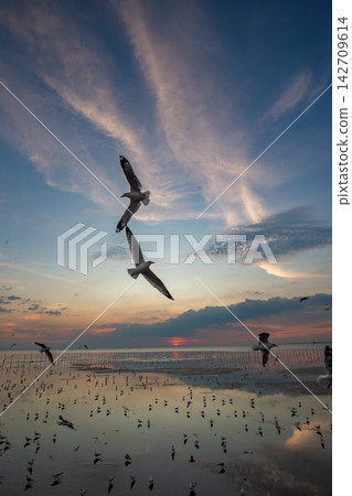 Seagulls soar gracefully over the ocean at sunset with reflections on the water Seagulls soar gracefully over the ocean at sunset with reflections on the water 142709614