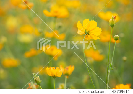 Bright yellow cosmos flowers bloom in a sunlit field with soft green background Bright yellow cosmos flowers bloom in a sunlit field with soft green background 142709615