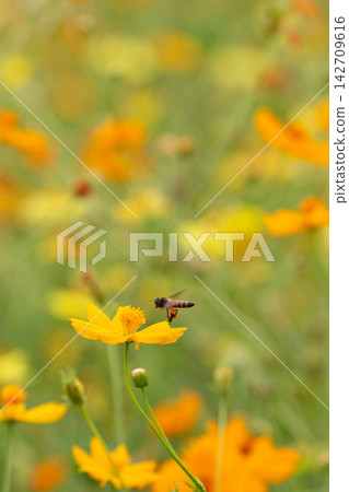 Honeybee approaches a vibrant yellow cosmos flower in a sunlit meadow Honeybee approaches a vibrant yellow cosmos flower in a sunlit meadow 142709616