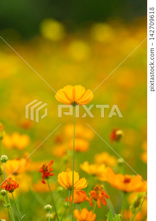 Golden cosmos flowers bloom in a sunlit field with soft bokeh background 142709618