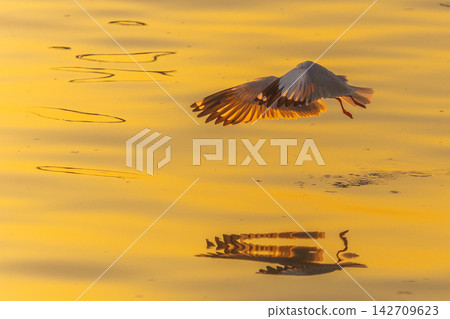 Seagull in flight over golden water at sunset with reflection Seagull in flight over golden water at sunset with reflection 142709623