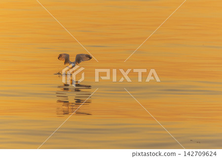 Seagull takes flight from golden water at sunset with reflection 142709624