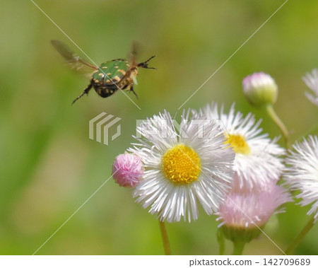 A small green flower beetle flying with its forewings (elytra) closed. A small green flower beetle flying with its forewings (elytra) closed. 142709689