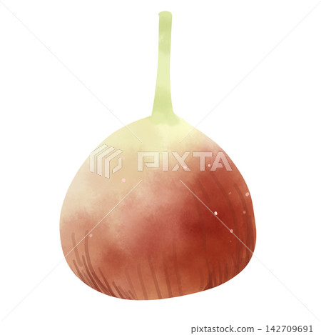 一幅溫暖的手繪水彩風格無花果圖。 142709691