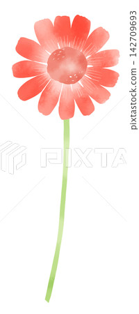 A watercolor-style illustration of a single red gerbera. A watercolor-style illustration of a single red gerbera. 142709693