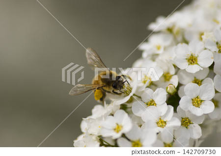 Bees and Yukiyanagi Bees and Yukiyanagi 142709730