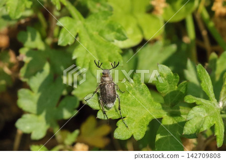 A magnificent beetle with impressive antennae. A magnificent beetle with impressive antennae. 142709808