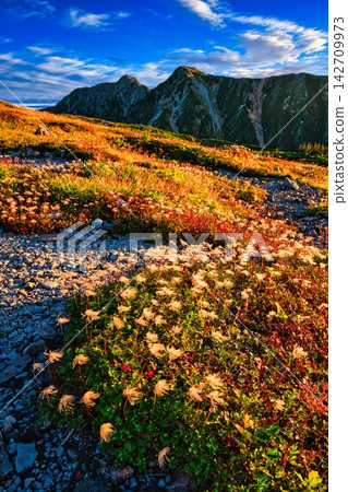 五色原的金銀花，立山山脈，北阿爾卑斯山脈。 142709973