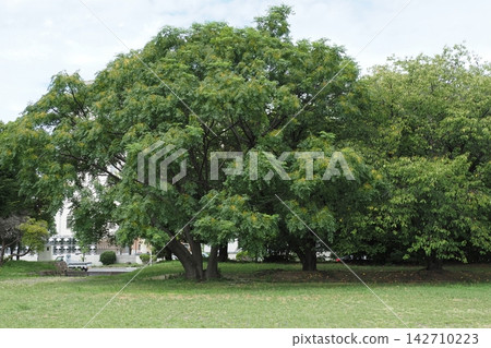 Trees in Naniwa Palace Site Park in summer Trees in Naniwa Palace Site Park in summer 142710223