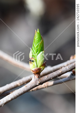 Green tree bud bursting open with small spider on twig in spring forest in Russia. Green tree bud bursting open with small spider on twig in spring forest in Russia. 142710395
