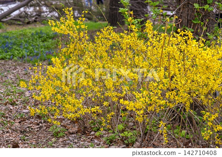 Bright yellow forsythia shrubs blooming in wild spring forest with dry ground and blurred copy space text area background. Bright yellow forsythia shrubs blooming in wild spring forest with dry ground and blurred copy space text area background. 142710408