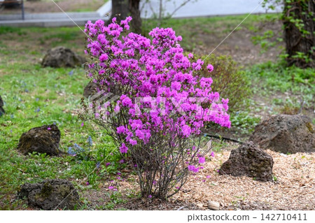 Pink rhododendron mucronulatum shrub blooming in park with volcanic rocks and decorative wood chips on ground and blurred background copy space. Pink rhododendron mucronulatum shrub blooming in park with volcanic rocks and decorative wood chips on ground and blurred background copy space. 142710411