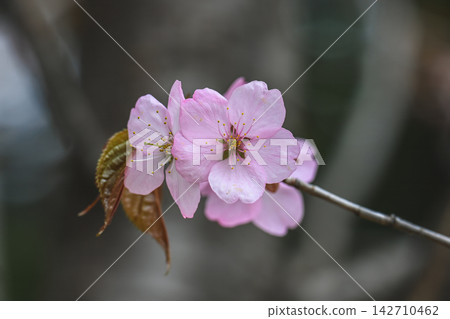 Pink sargent cherry flowers macro on a branch with blurred background in a spring park in Primorsky Krai Russian Far East Russia 142710462