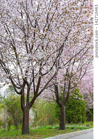 Blooming pink sargent cherry trees along a road border in a spring park in Primorsky Krai Russian Far East Russia Blooming pink sargent cherry trees along a road border in a spring park in Primorsky Krai Russian Far East Russia 142710463
