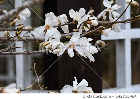 White magnolia kobus blooming flowers close up on branches near a wooden pergola structure in a spring park in Primorsky Krai Russia White magnolia kobus blooming flowers close up on branches near a wooden pergola structure in a spring park in Primorsky Krai Russia 142710464