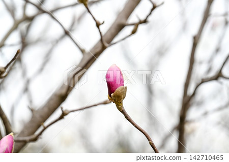 Pink magnolia liliiflora flower bud close up on a branch with copy space in a spring park in Primorsky Krai Russian Far East Russia Pink magnolia liliiflora flower bud close up on a branch with copy space in a spring park in Primorsky Krai Russian Far East Russia 142710465