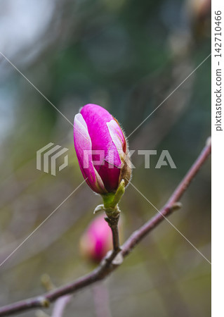 Pink magnolia liliiflora flower bud macro on a branch with blurred background in a spring park in Primorsky Krai Far East Russia 142710466