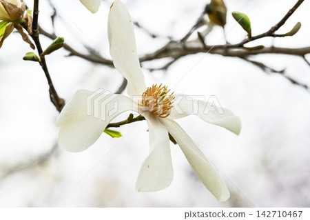 White magnolia kobus blooming flower macro on a branch with blurred background in a spring park in Primorsky Krai Far East Russia White magnolia kobus blooming flower macro on a branch with blurred background in a spring park in Primorsky Krai Far East Russia 142710467