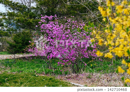 Pink rhododendron dauricum blooming shrub with blurred yellow forsythia branches and copy space in a spring park in Primorsky Krai Russia Pink rhododendron dauricum blooming shrub with blurred yellow forsythia branches and copy space in a spring park in Primorsky Krai Russia 142710468