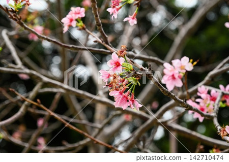 Close up of pink cherry blossom blooming on bare tree branches during spring season at city park in Macau Close up of pink cherry blossom blooming on bare tree branches during spring season at city park in Macau 142710474