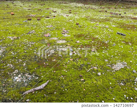 A landscape of vibrant green moss covering the ground in a park rich in nature. A landscape of vibrant green moss covering the ground in a park rich in nature. 142710697