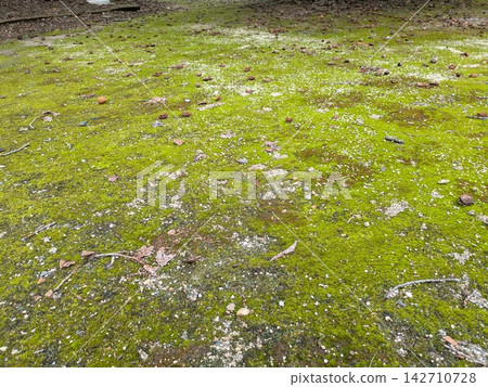 公園裡,翠綠的苔蘚覆蓋著地面,構成了一幅生氣勃勃的景象,公園本身也是一處自然資源豐富的寶地。 公園裡,翠綠的苔蘚覆蓋著地面,構成了一幅生氣勃勃的景象,公園本身也是一處自然資源豐富的寶地。 142710728