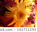 雛菊 142711293