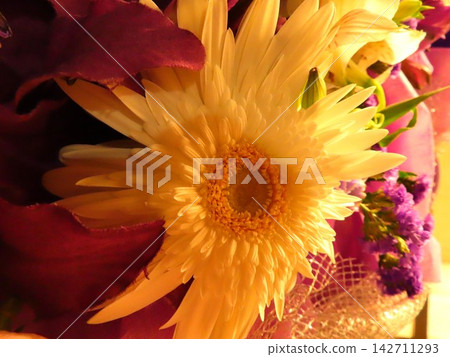 雛菊 雛菊 142711293
