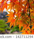 改變葉子的Momiji 142711294
