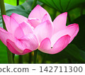 開花的蓮花 142711300