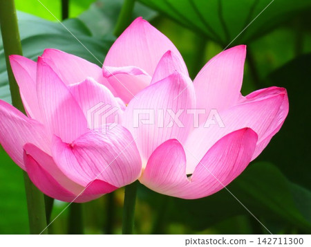 開花的蓮花 開花的蓮花 142711300