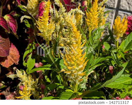 Yellow celosia blooming brightly in the sunlight. Yellow celosia blooming brightly in the sunlight. 142711317