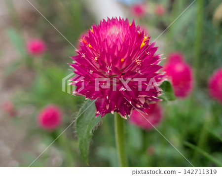 The globe amaranth flowers bloom in a vibrant reddish-purple. The globe amaranth flowers bloom in a vibrant reddish-purple. 142711319
