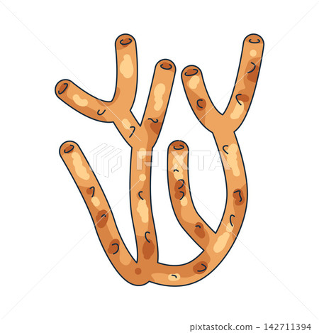 Illustration of coral Illustration of coral 142711394