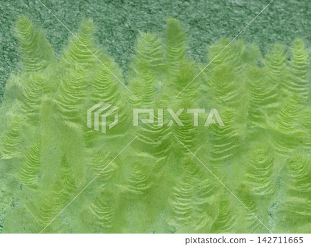 Shredded Japanese paper background material (yellow-green/green) Shredded Japanese paper background material (yellow-green/green) 142711665