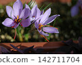 Saffron flowers and bees 142711704