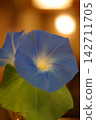 Beautiful morning glory flowers 142711705