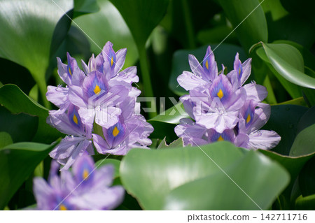 Water hyacinth flowers Water hyacinth flowers 142711716