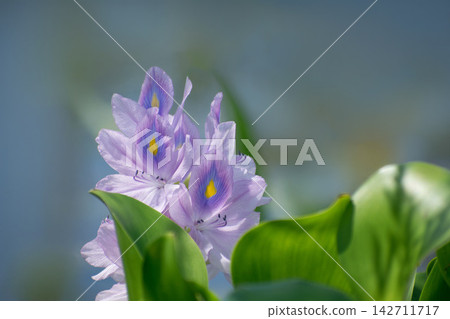 水葫蘆花 142711717