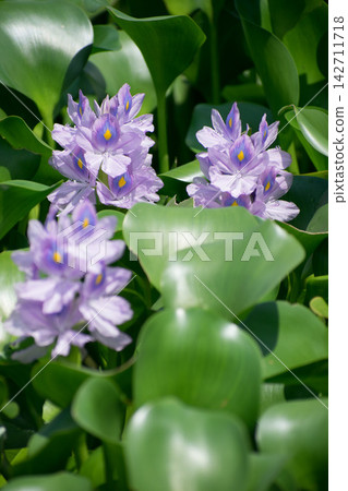 水葫蘆花 水葫蘆花 142711718