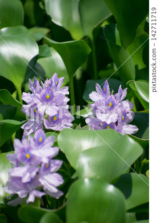 水葫蘆花 水葫蘆花 142711719