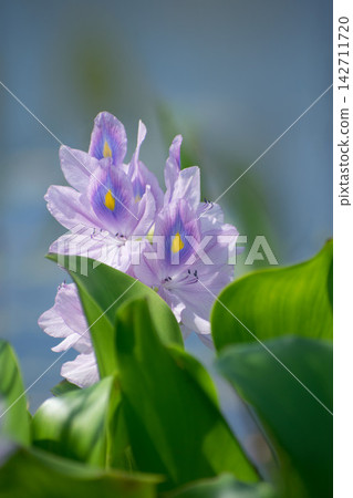 Water hyacinth flowers Water hyacinth flowers 142711720