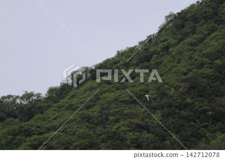 White-tailed Tropicbirds flying over Kita Iwo Jima White-tailed Tropicbirds flying over Kita Iwo Jima 142712078