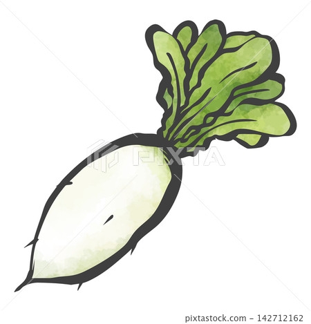 Hand-painted brush painting style illustration of radish Hand-painted brush painting style illustration of radish 142712162