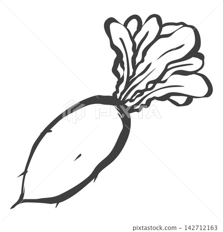 蘿蔔的手繪毛筆繪畫風格插畫 蘿蔔的手繪毛筆繪畫風格插畫 142712163